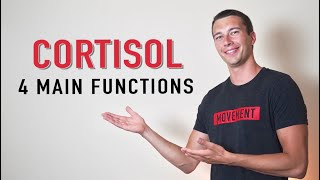 What does Cortisol Do  4 Functions of Cortisol Hormone [upl. by Kyriako990]