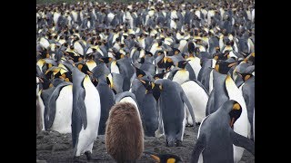 Antarctica South Georgia amp Falklands on MS Expedition [upl. by Ecnal]