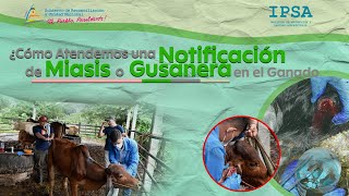 📹 Cómo Atendemos una Notificación de Miasis o Gusanera [upl. by Aileve]