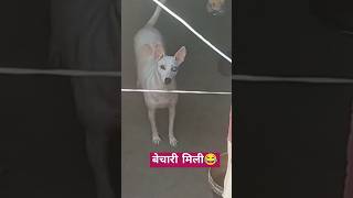 बेचारी मिली😂 shortvideos vlog funny funny doglover dog shorts short viral reels [upl. by Graff]