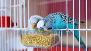 budgies bird colony birds [upl. by Pisano479]