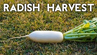 How to grow amp harvest Diakon amp White Icile radish [upl. by Takken711]