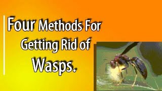 Four Ways To Eliminate Wasps Around Your Homestead [upl. by Aznecniv505]