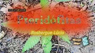 Pteridófitas [upl. by Verine]