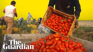 How the Italian mafia makes millions from tinned tomatoes [upl. by Yelwar909]