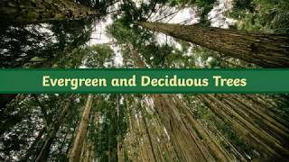 Twinkl Go  Quick Facts Evergreen and Deciduous Trees Video [upl. by Beora675]