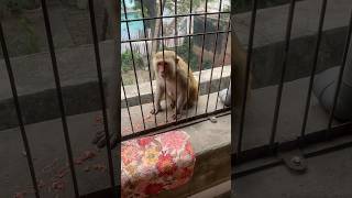 बंदर नें दिया जवाबआप भी सुनेjaishreeram trending shortvideo viral monkeys vlog 🐒😳 [upl. by Shevlo670]