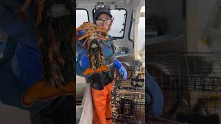 Keeping Maine Lobster Fishing sustainable maine lobster fishing ocean nature shorts [upl. by Mackoff457]