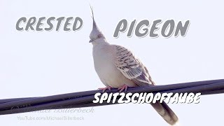 Crested Pigeon Ocyphaps lophotes  Spitzschopftaube 4 [upl. by Mosier]