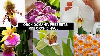 Orchidomania Presents Orchid Haul [upl. by Elonore]