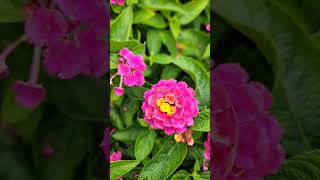 Beautiful Lantanas shorts shortvideo beautifulflowers [upl. by Oirifrop]