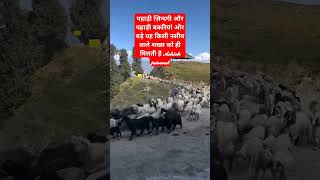 pahadi gaddi phadivloger ytshorts youtubeshorts shorts travel wildlife nature goat sheep [upl. by Letniuq523]