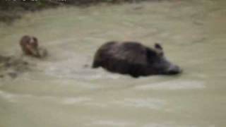 SEGUGIO MAREMMANO birba in acqua prende il cingmp4 [upl. by Mill]