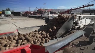 25 years and growing Foth Farms cultivates seed potatoes in Montana [upl. by Anwad]