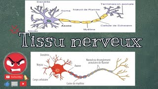 Histologie  tissu nerveux  😡بالدارجة المغربية [upl. by Goar]