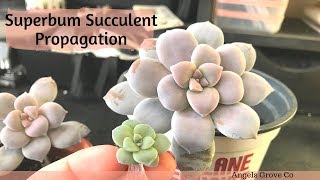 Succulent Propagation Graptopetalum Superbum  Angels Grove Co [upl. by Akienom]