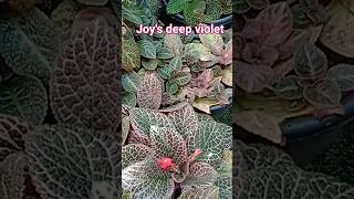 Episcia plants gardentour 9👯‍♀️👯‍♀️👯‍♀️gardeningmalayalam [upl. by Netsyrc9]