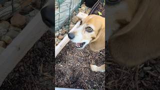 Beagles bust through garden fencing amp netting shorts dog beagle [upl. by Avlem]