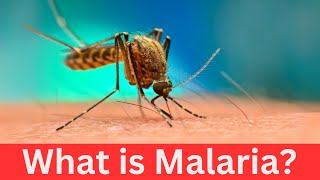 What is Malaria [upl. by Brice73]