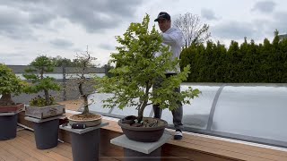 🇪🇸 Trabajos en mi Bonsai Haya [upl. by Barbaresi]