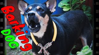 How Dog Reacts When Seeing Stranger 31  Running Barking  Viral Dog [upl. by Tyre816]