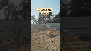 सुबह की Excercise l Horse Excercise l Entertainment l shorts l sanjhalikavlog6093 [upl. by Devan]