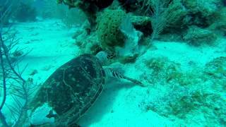 Sea Turtle eating sponge [upl. by Gerk157]