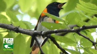 American redstart bird call  song  sound  Warbler [upl. by Vala770]