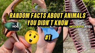 80 Random Facts About Animals You Didnt Know 112  Compilation 1 [upl. by Shauna]