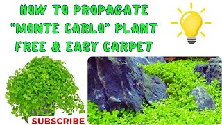 How to propagate Micranthemum quot Monte Carloquot plant Dry start method montecarlo free amp easy carpet [upl. by Yanej957]