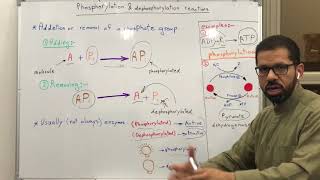 عملية Phosphorylation amp Dephosphorylation reactions [upl. by Zawde]