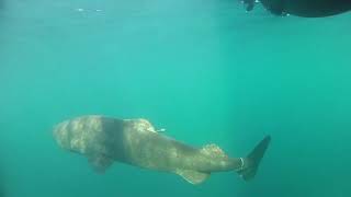 Greenland shark Somniosus microcephalus 1 [upl. by Haberman]