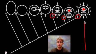 Cladograms [upl. by Nylsirhc]