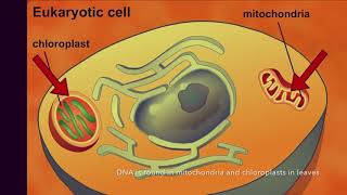 Endosymbiotic Theory Review Song [upl. by Ateiluj297]