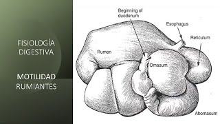 Fisiología digestiva Motilidad rumiantes [upl. by Annait]