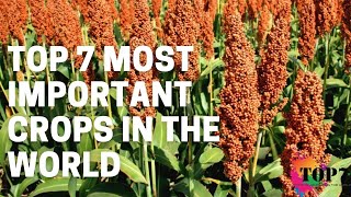 Top 7 Most Important Crops In The World [upl. by Legnalos]