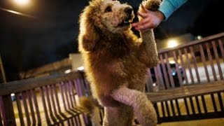 Charles the lion dog sparks 911 call in Norfolk Va [upl. by Inahpit]