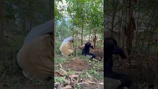 Cassava harvest failure PART 1 shorts bushcraft outdoor survival viralvideo camping forest [upl. by Eeliak]