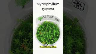 Myriophyllum guyana  Planta de transición para aficionados con experiencia ► shorts [upl. by Trebreh990]