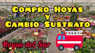 Compra de Hoyas y Cambio de Sustrato Hoyas del Sur [upl. by Freud]