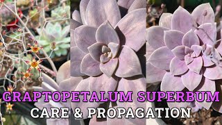 Graptopetalum superbum Care amp Propagation [upl. by Enillebyam]