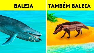 Por Que as Baleias se Tornaram o Maior Animal de Todos os Tempos [upl. by Oscar481]