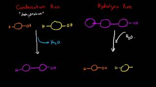 Condensation and Hydrolysis Reactions [upl. by Falk]