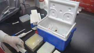 Young Scientist Starter Kit PCR reactionتفاعل البلمرة المتسلسل [upl. by Amalita472]