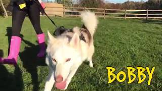 Meet Bobby the spirited Siberian Husky  Dogs Trust Harefield [upl. by Nada]