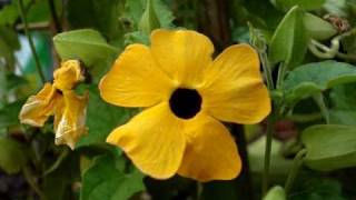 Collecting BlackEyed Susan Vine Seeds [upl. by Aleka]