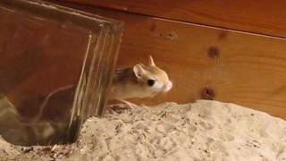 Egyptian jerboa mouse being mousey behind a glass block [upl. by Enerahs750]