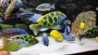 Update African Cichlids Malawi Aquarium 700 L 1080p HD [upl. by Nosaj]