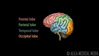 Neuroscience Basics Human Brain Anatomy and Lateralization of Brain Function 3D Animation [upl. by Loria458]