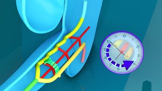 3D Midgut Embryology  Rotation of Midgut in 3D  Physiological Umbilical Hernia and Intestines [upl. by Eigram]